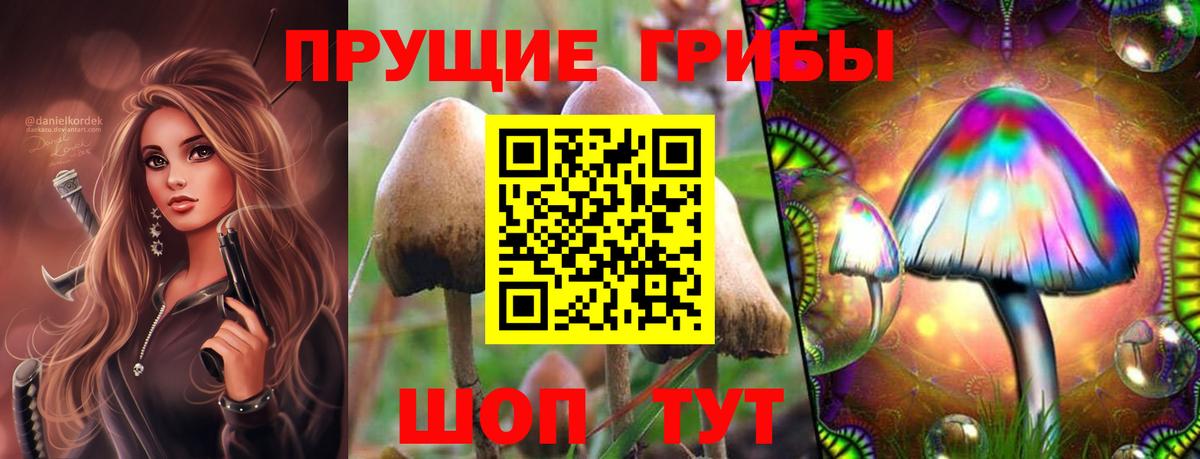Псилоцибиновые грибы Psilocybe Россия